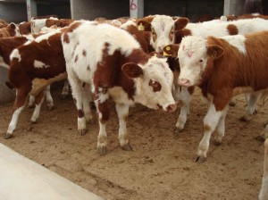 我是搞水产养殖的,现在想自己做淡水鱼批发生